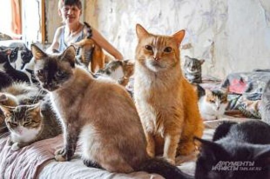 Красноярка пожертвовала 30 тыс. рублей на лечение бездомных животных