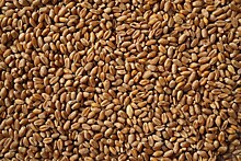 Россия продаст 1,5 млн тонн зерна из госфонда