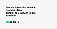 Соколы Уралсиба  вновь в прямом эфире: онлайн-трансляция жизни сапсанов