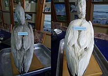 Записку возрастом в 178 лет нашли в чучеле пеликана в музее Киева