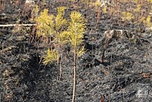 В Ульяновской области произошло ещё девять травяных пожаров