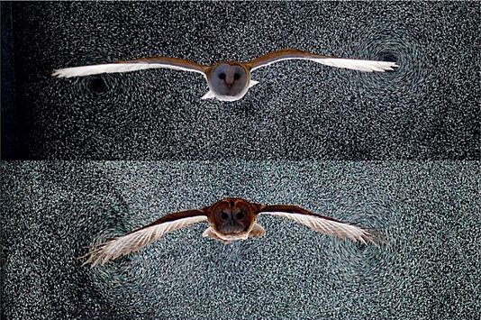 Эффектный эксперимент позволил понять аэродинамику хищных птиц