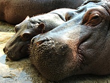 «Миля слегка проветрилась»: чем закончилась история со сбежавшей из Калининградского зоопарка бегемотихой