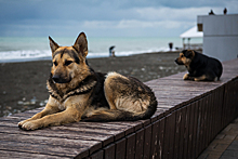 Депутаты российского региона предложили узаконить эвтаназию бездомных собак