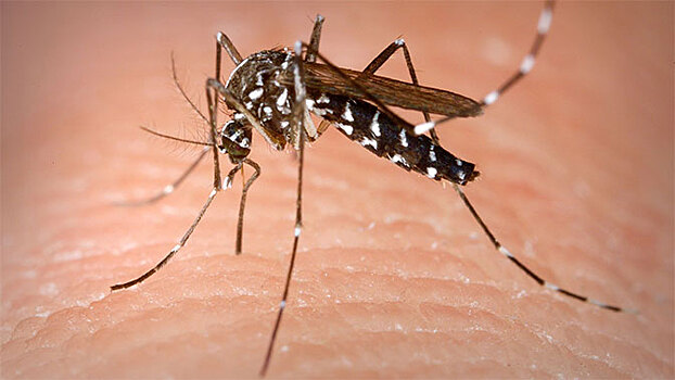 В России появились комары-переносчики менингита
