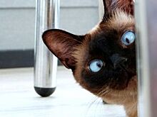 Число абонентов «Видеонаблюдения» от «Ростелекома» в Курске выросло на 80%