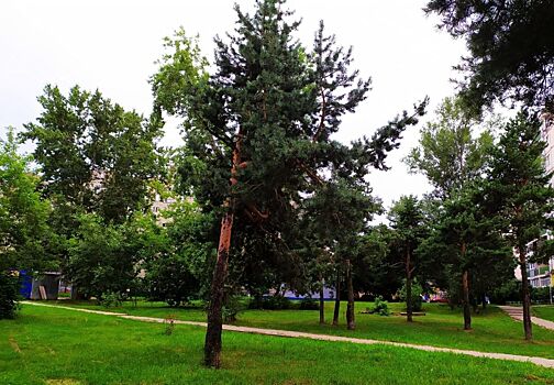 Около 11,5 тысяч деревьев и кустарников посадят в Сормове в 2021 году