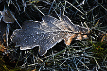 Гидрометцентр предупредил о заморозках в некоторых регионах России