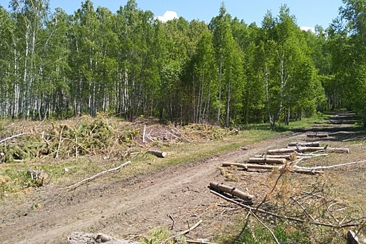 Ущерб более 5,5 миллиона: в роще на северо-западе Челябинска вырубили 300 деревьев