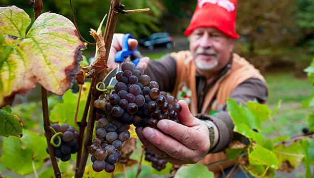 Ученые: Виноград защитит от болезни Альцгеймера