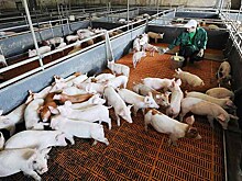 Россельхознадзору расширят полномочия