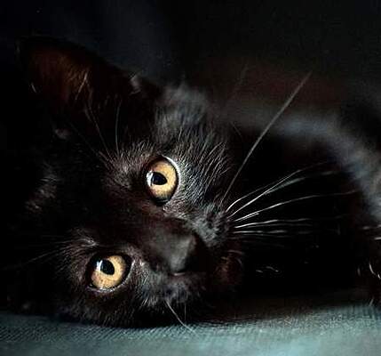 К чему снится черная кошка или кот во сне женщине - Рамблер/женский