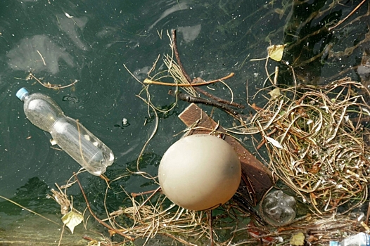 Ярославское правительство не поддержало закон об экологическом образовании