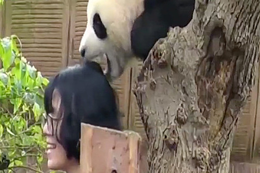 Детеныш панды укусил девушку за голову