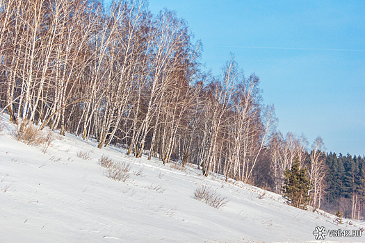 Безумие в новокузнецком лесу: наркодилершу поймали при попытке побега