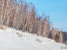 Безумие в новокузнецком лесу: наркодилершу поймали при попытке побега