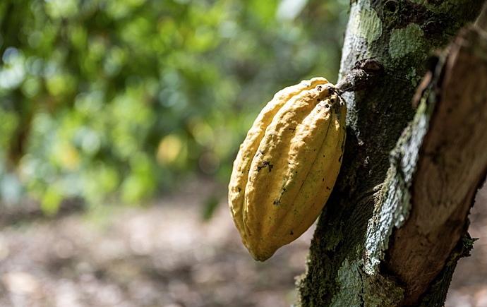 Ученые отследили одомашнивание какао