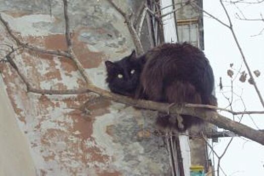 В Новороссийске спасатели сняли с дерева кота, просидевшего там двое суток