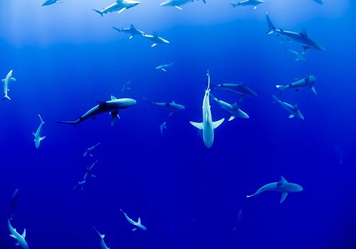 Водятся ли агрессивные акулы в Турции