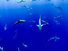 Водятся ли агрессивные акулы в Турции