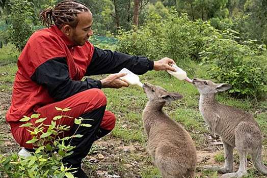 Хэмилтон посетил волонтёров, спасающих фауну Австралии