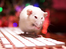 Bloomberg: акции Zensho Holdings упали на 7,1% после найденной крысы в мисо-супе