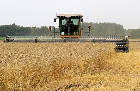 Экспорт новосибирского зерна может достичь 600 тыс. тонн