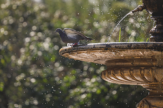 "Кругом трупы голубей": две женщины устроили драку из-за птиц