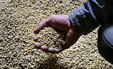 Как обманывают селян продавцы зерна в Колбасе