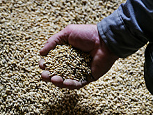 Как обманывают селян продавцы зерна в Колбасе