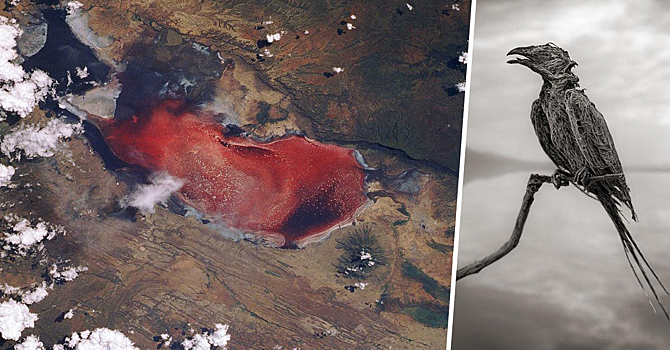 Убийственная красота: Зловещее озеро, превращающее животных в истуканов