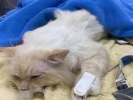 Daily Mail: студентке из Австралии выставлен счет в 70 тыс долларов за лечение кота