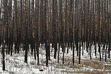 В ЛНР нашли доказательства вырубки Киевом лесов в Донбассе. Что Украина пыталась этим скрыть?