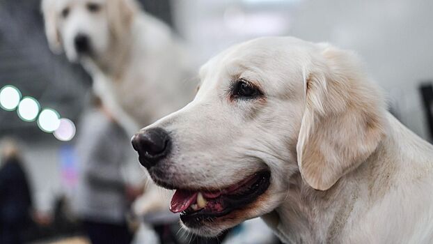 Кинолог оценил препарат, продлевающий жизнь собакам