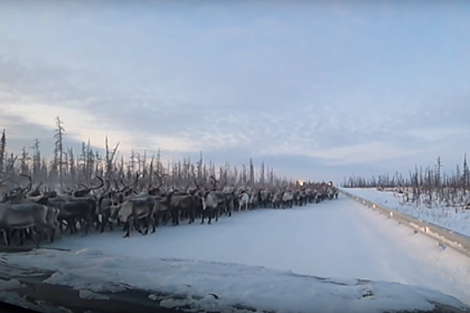 Россиянин остановился пропустить 3000 оленей на трассе и ждал 20 минут