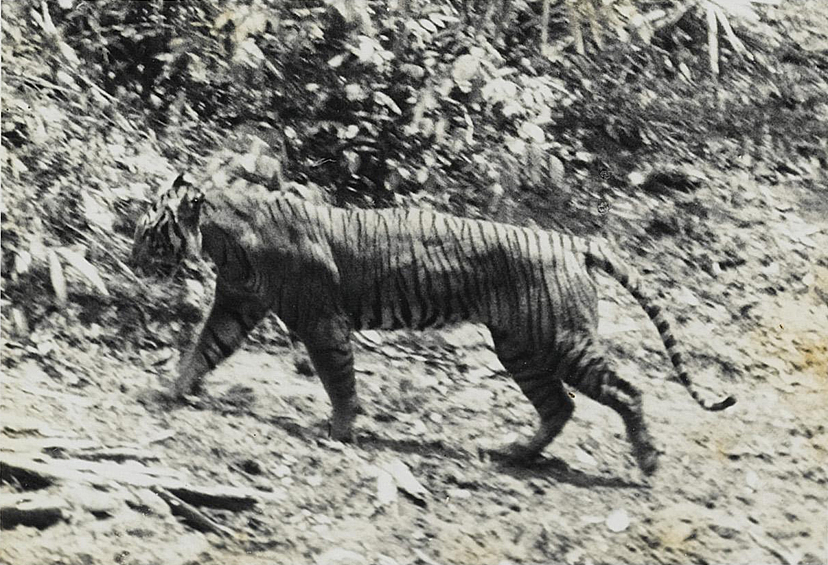 Официально яванский тигр вымер как вид в 1970 году. Животное досаждало жителям Явы и на него активно охотились. 