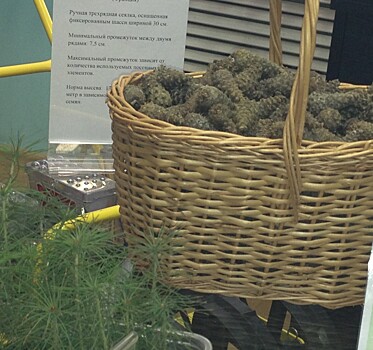 Тамбовские лесоводы заготавливают семена сосны