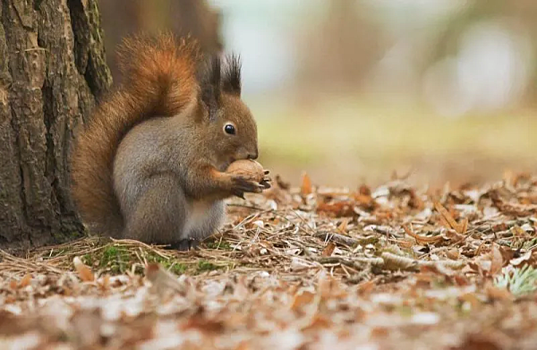 Зоолог предупредил о нашествии белок в парках