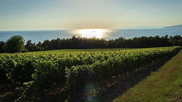 Винодельня РПЦ в Геленджике планирует развивать туризм