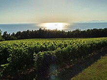 Винодельня РПЦ в Геленджике планирует развивать туризм