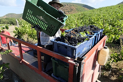 На Кубани начали уборку винограда