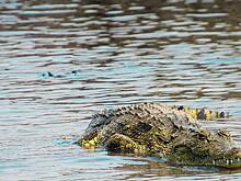 Крокодил убил 12-летнего мальчика, достав его из лодки во время рыбалки