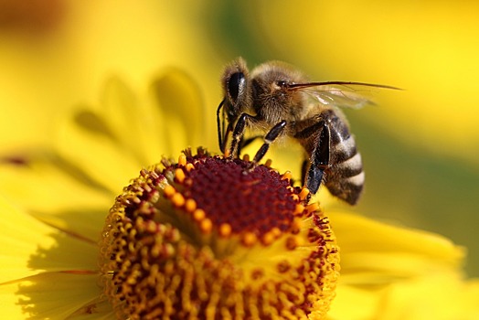 Какие бактерии помогают пчелам переваривать пыльцу