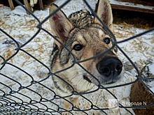 Власти Нижнего Новгорода возьмутся за больных животных из зоомагазинов
