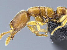 Генетики обнаружили ДНК сотен насекомых в чайных пакетиках