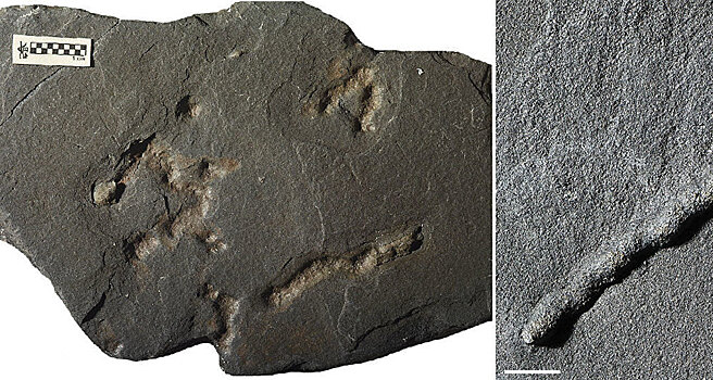 Найдены останки древнейших многоклеточных животных