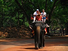 Три страны не поддержали запрет на «слоновий туризм»