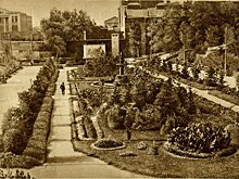 Центральный сад без деревьев, или Кто такая павловния, которую привезут в парк Горького