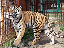 Четвёртого конфликтного тигра отловили в Приморье с начала года