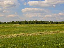 День Прокопия Жнеца: что нельзя делать 21 июля